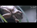 White Tree Frog short film Shot with ZCAM E2 S6