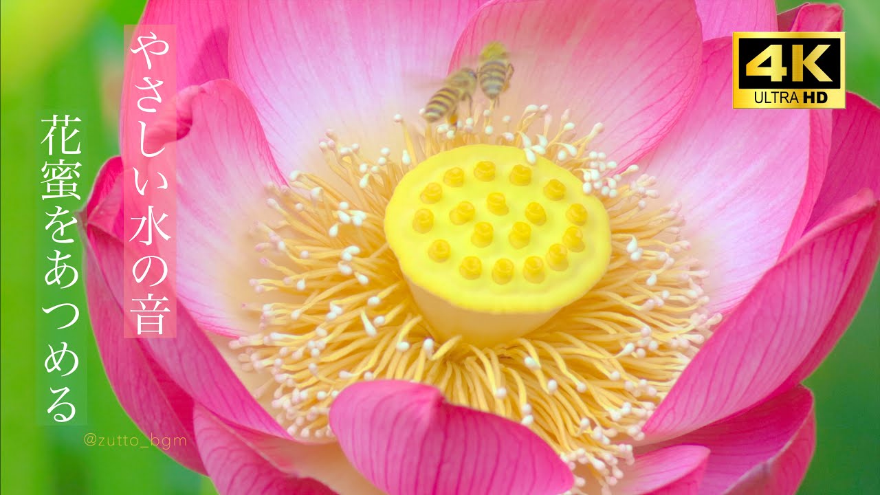 ハスの花蜜集め : ミツバチの仕事とやさしい水音のASMR 4K 2h bees collecting nectar from flowers
