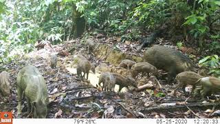Wild Boars (Sus scrofa)