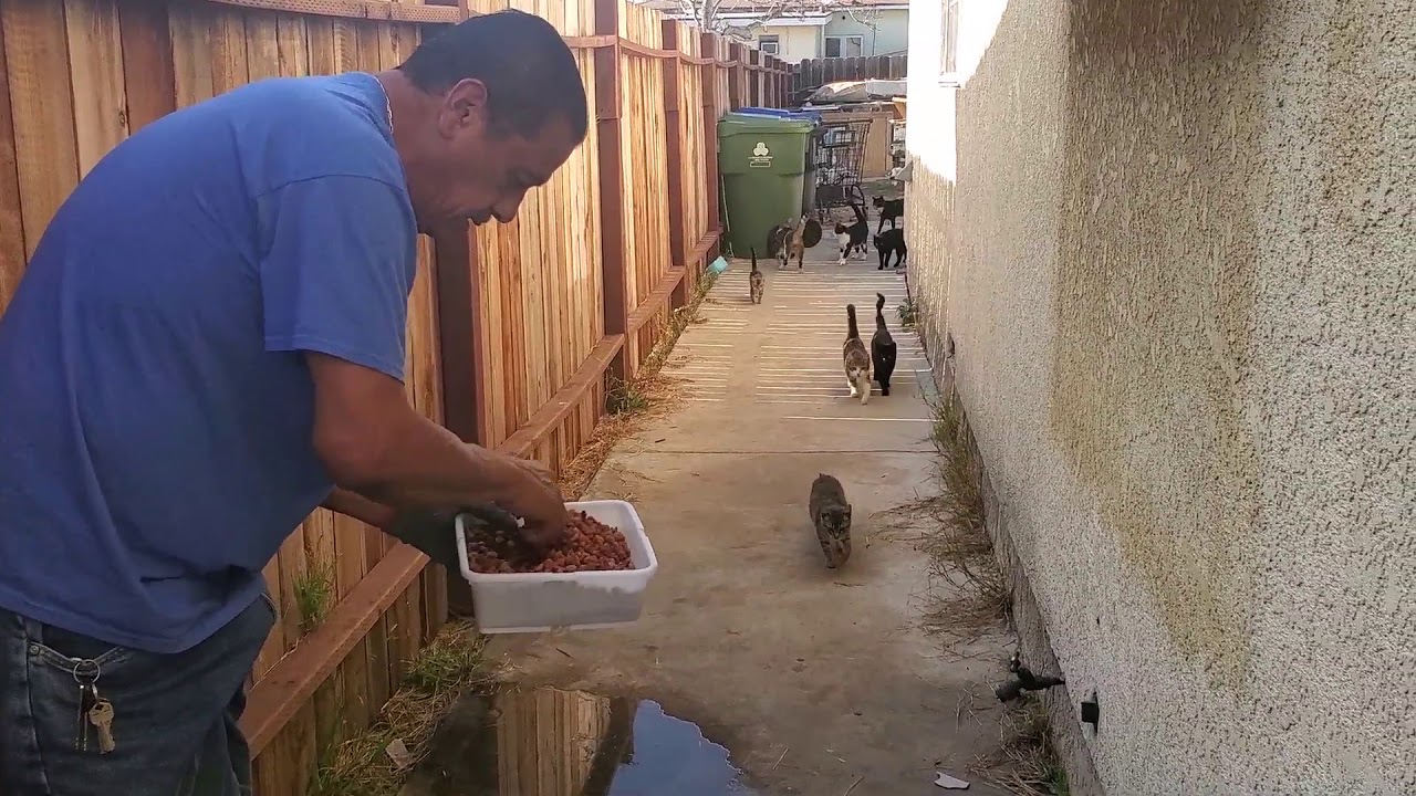 32 Cat Colony Pre-TNR 