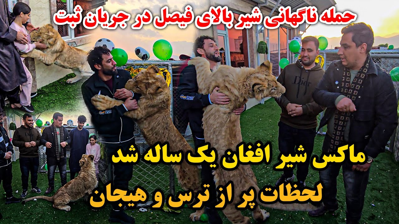 تبریک تبریک | ماکس شیر افغانستان ۱ ساله شد | مهمان از آلمان آمده دیدن ماکس | حمله ماکس بالای فیصل 🤯😱