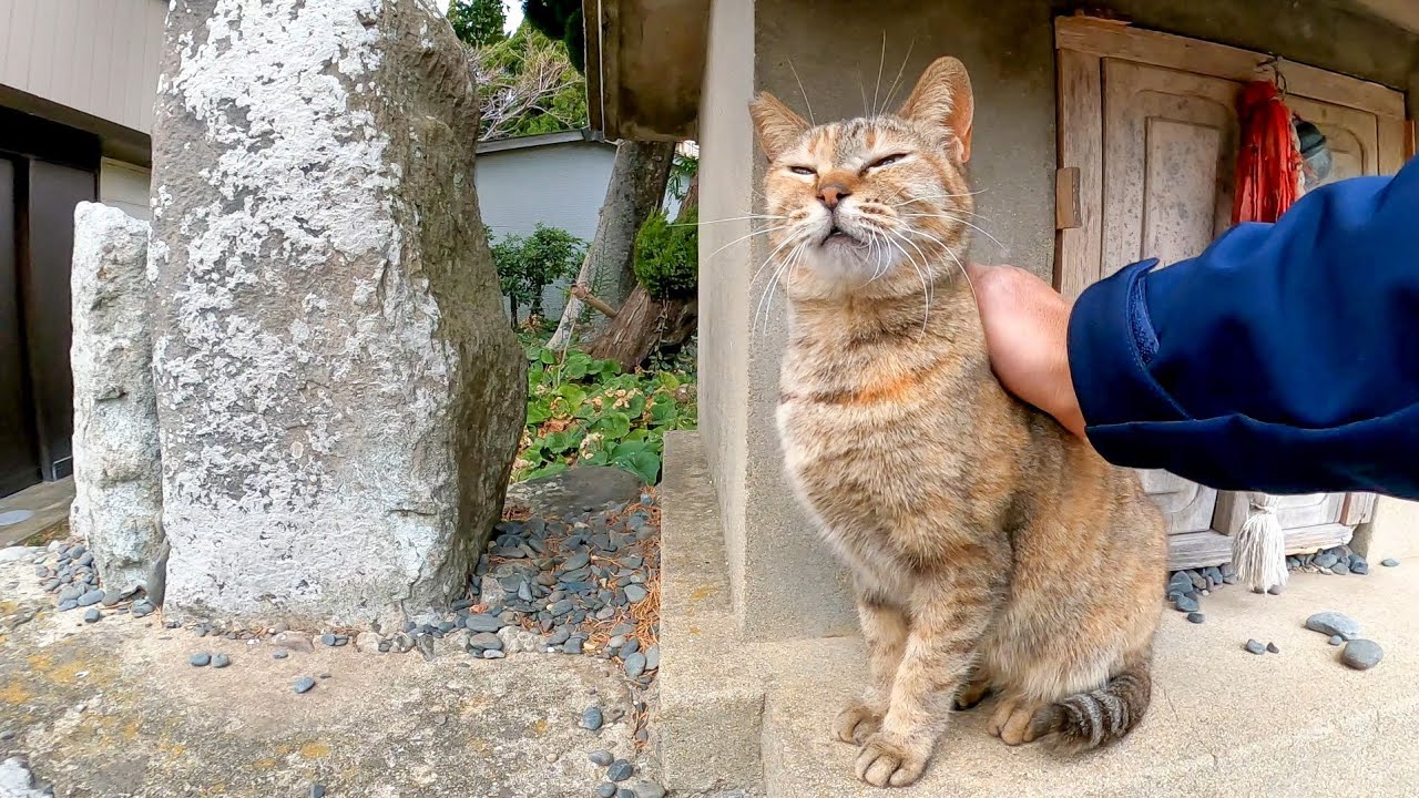 神社に集まって来る猫達が可愛過ぎる Youtube