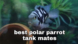 top 10 polar parrot tank mate