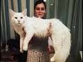 巨大猫メインクーンと飼い主。穏やかな巨人といわれる猫。