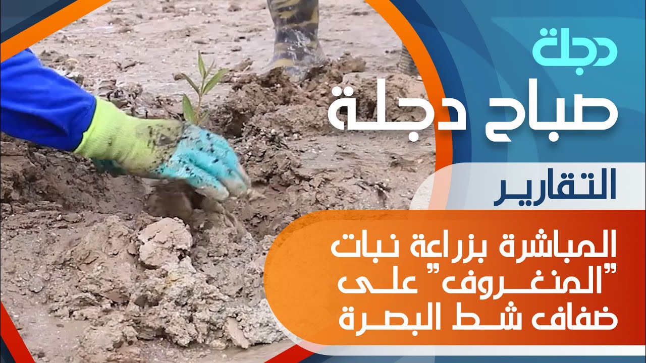 المباشرة بزراعة نبات 