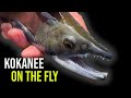 Fly fishing for kokanee in connecticut