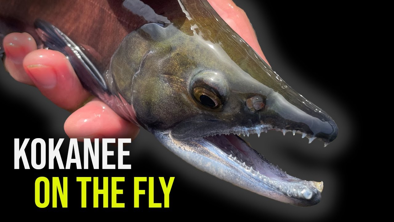Fly Fishing for KOKANEE in Connecticut YouTube