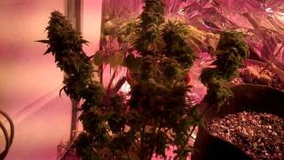 Skunk #5 Buds