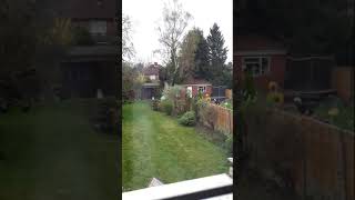 Tree surgeon timelapse