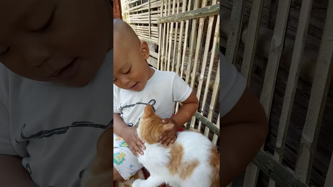 bermain kucing YouTube