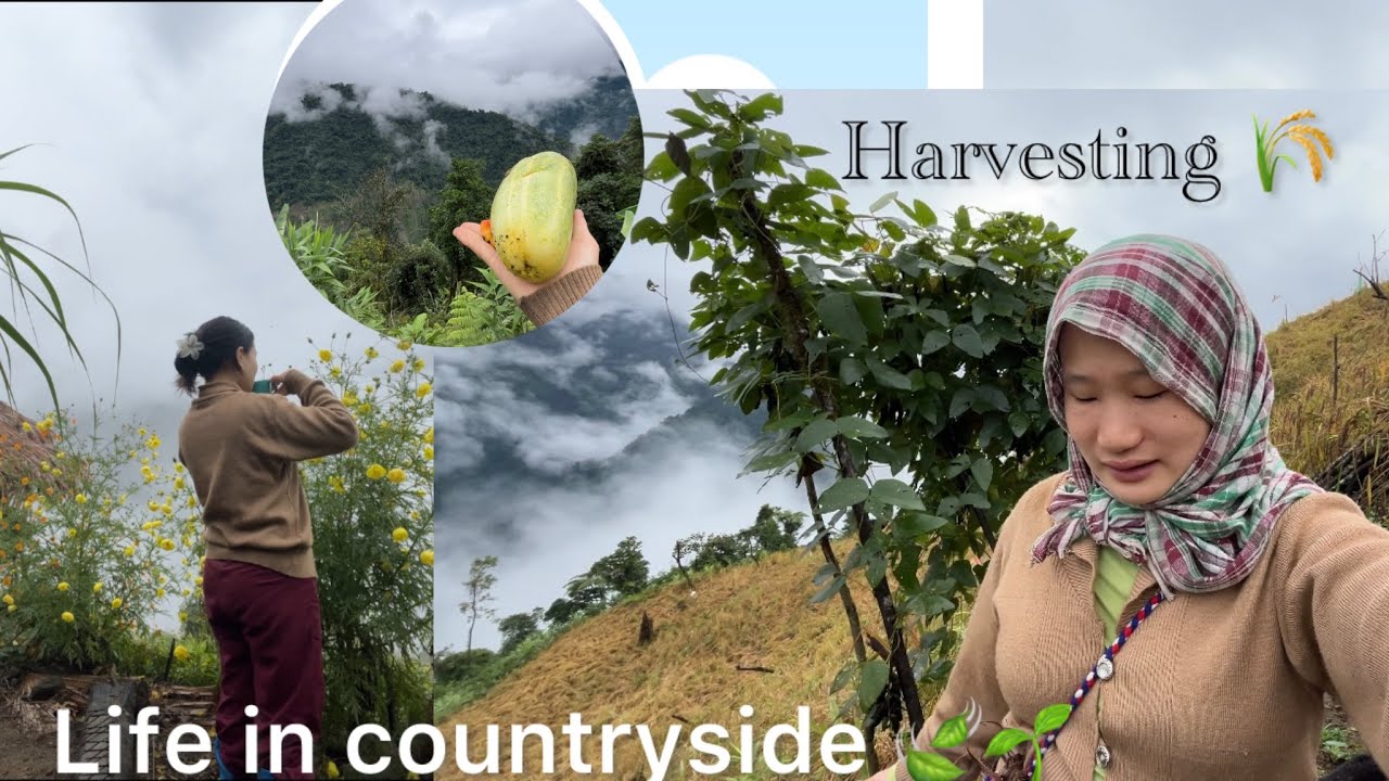 Village edition🤍/Harvesting 🌾/ Life in countryside 🌱🍃