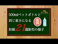 【妊娠21週】500mlペットボトルと同じ重さになる!妊娠21週の胎児の様子