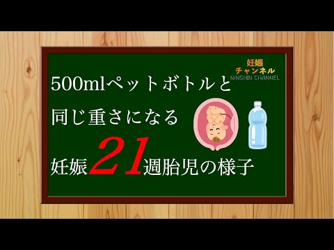 【妊娠21週】500mlペットボトルと同じ重さになる！妊娠21週の胎児の様子