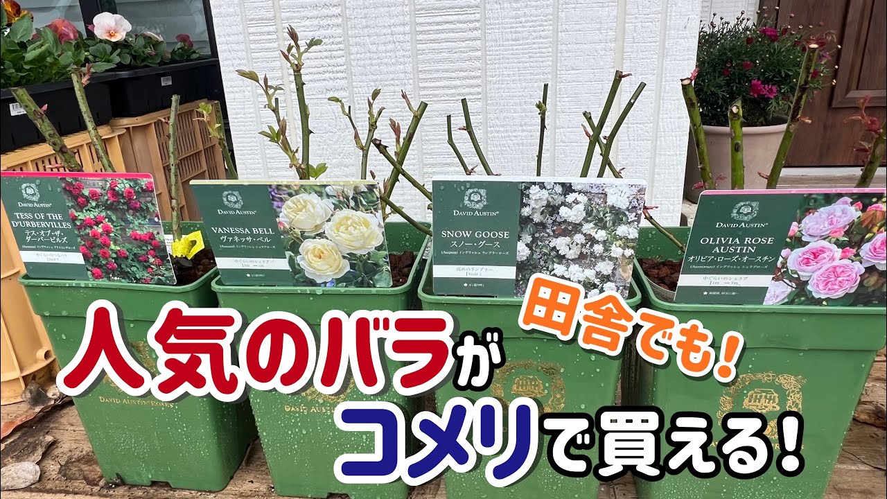 Introducing the five rose seedlings I reserved at Komeri! [Large
