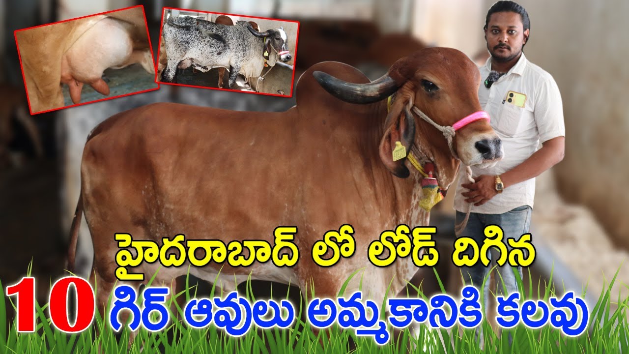 తక్కువ ధరలో గిర్ ఆవులు అమ్మకానికి కలవు | 9860132734 | Gir Cows sale in Hyderabad | CBNewsHyderabad