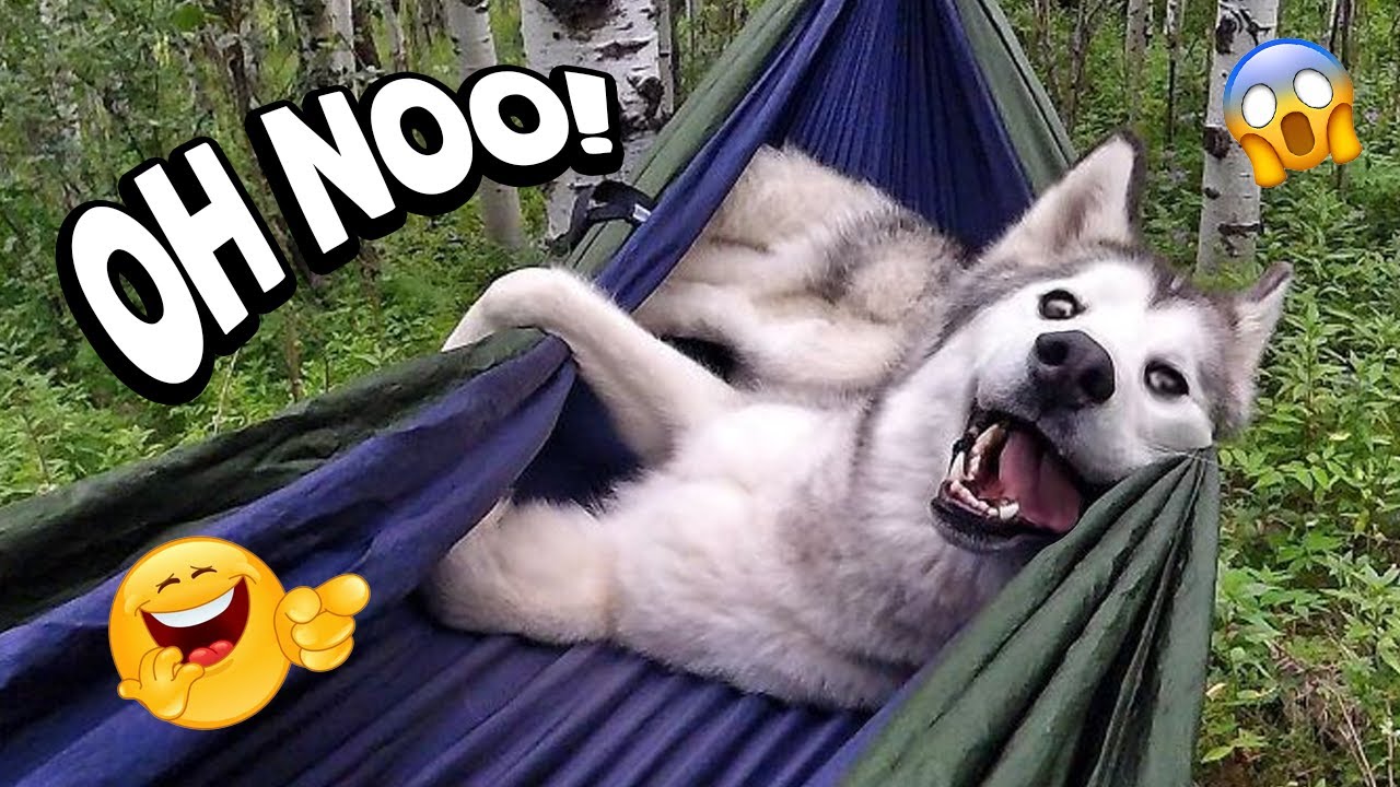 WHEN DOGS ARE TOO FUNNY 🤣 – Funny Dog Compilation | Try Not To Laugh #33