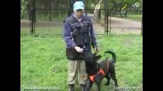 Dressirovka Sobak Pischevaja Motivacija