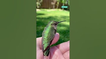 🙏 Reviving a dazed humming bird who collided with the window #shorts