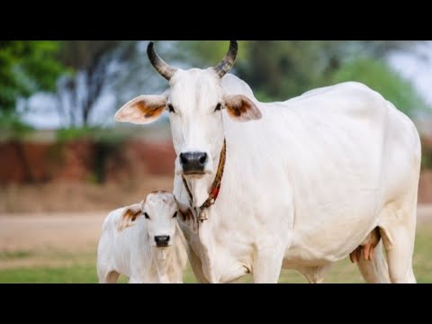 वैतरणी जय गौ माता लाइव में आप सभी का स्वागत है 🙏