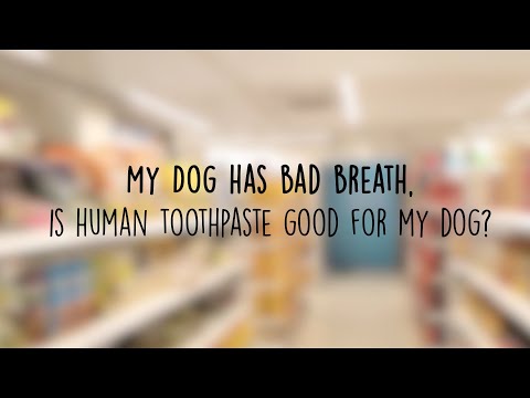 is human toothpaste good for dogs
