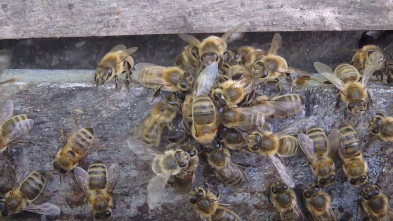 abeilles empechant un faux bourdon d'entrer dans sa ruche (2) + frelon — free download