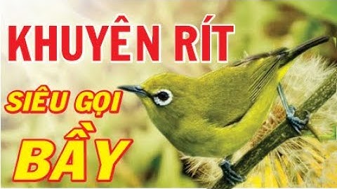 Khuyên Rít Gọi Bầy Rất Nhạy | Khuyên Rít Kéo Bầy Cực Kỳ Hiểu Quả | CHIM KHUYÊN RÍT