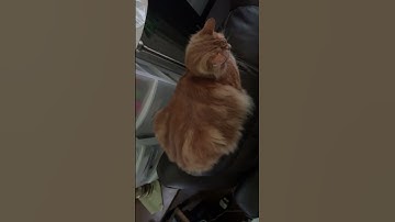 Idk how people make it look so easy my cat kept moving around #trendingshorts #trending #trend #vid