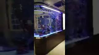 Huge Fish Tank