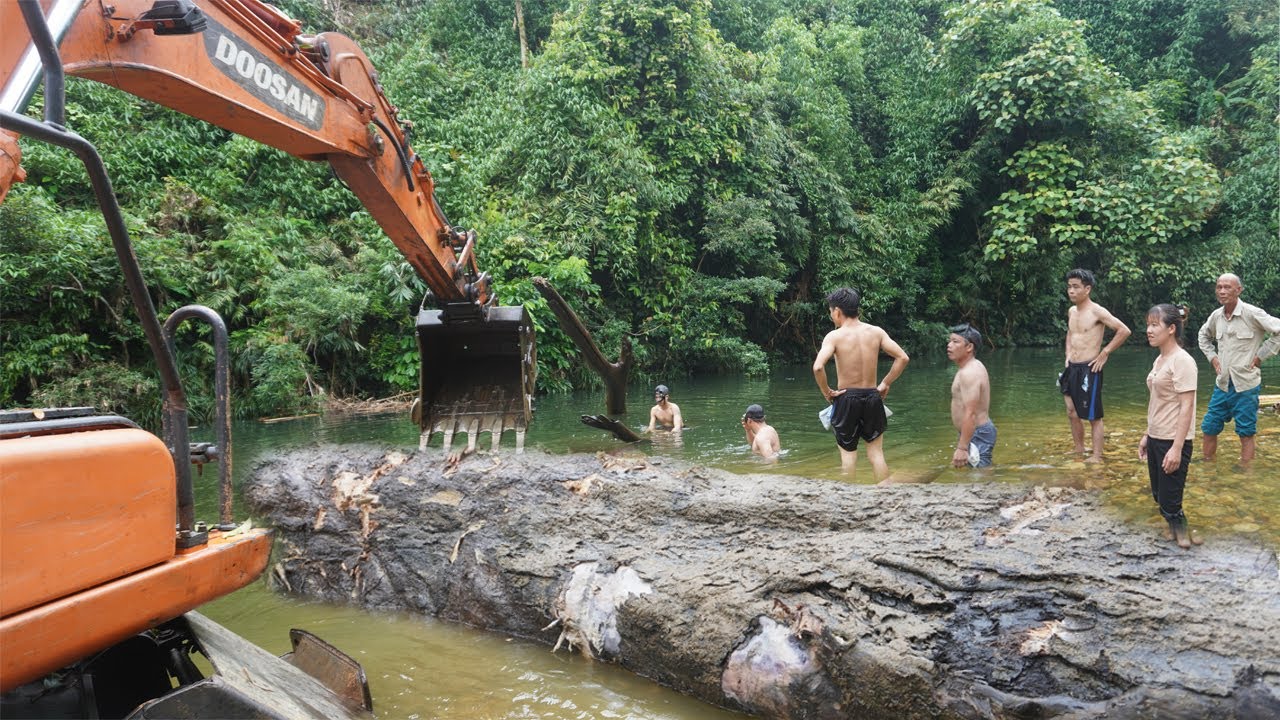 Shocked by the power of the excavator heavy take a 20-ton tree from a 15-meter deep stream bed