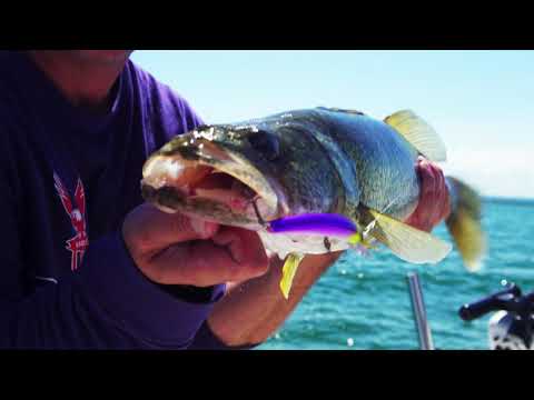 Bay Rat Lures Long Extra Deep LXD Diver Quick View Video 