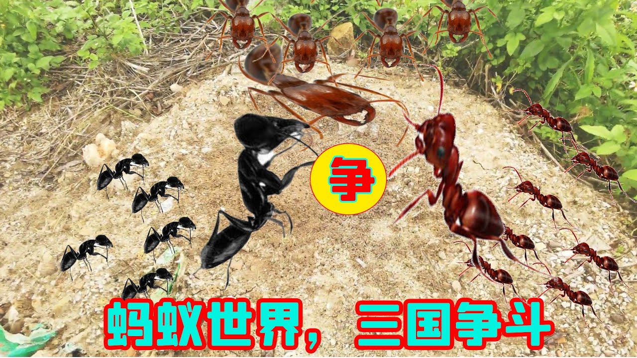 蚂蚁界的三国之战,红火蚁,黑腹蚁,本地蚂蚁,谁骁勇好战。Chickens