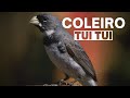 Coleiro Tui Tui