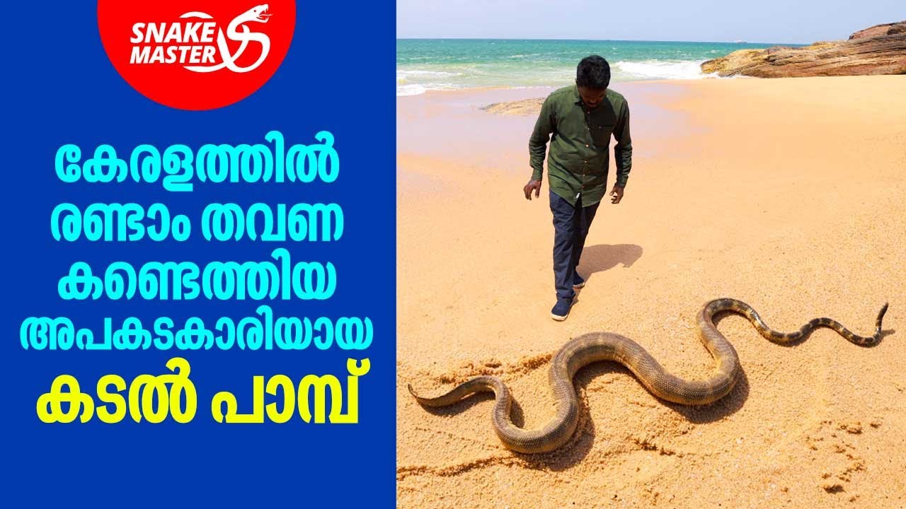 കേരളത്തിൽ രണ്ടാം തവണ കണ്ടെത്തിയ അപകടകാരിയായ കടൽ പാമ്പ് | Vava Suresh | Snakemaster EP 864