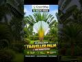 Traveller Palm Wholesale Price | Traveller Palm Plant Supplier India | Greenway Nursery
