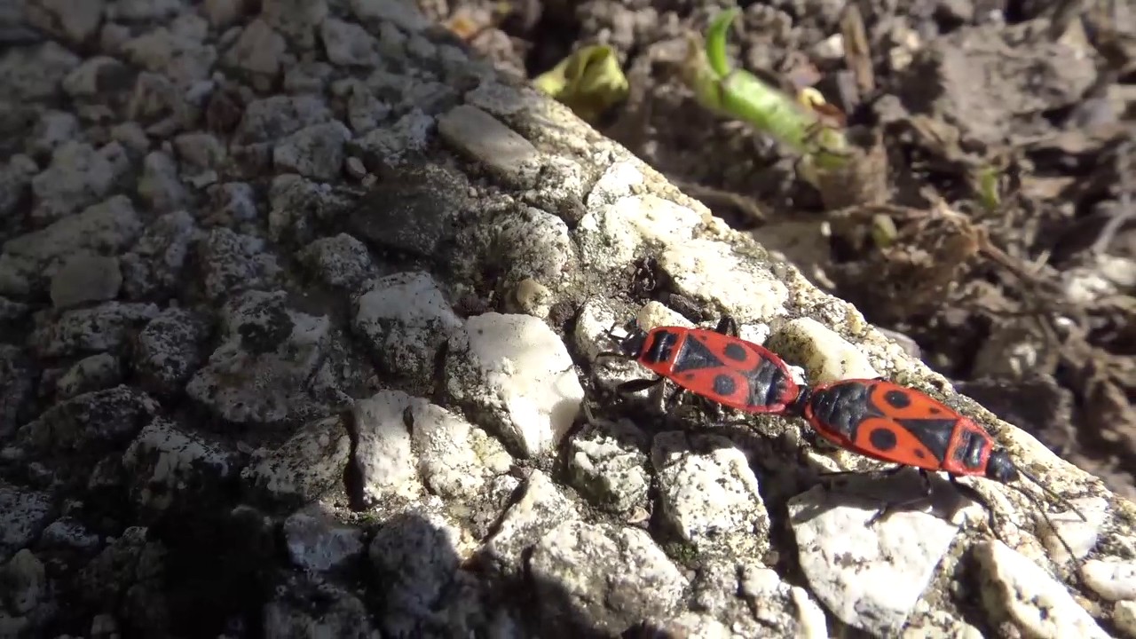 Pyrrhocoris Apterus mating in Charente France