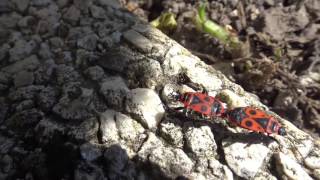 Pyrrhocoris Apterus Mating In Charente France