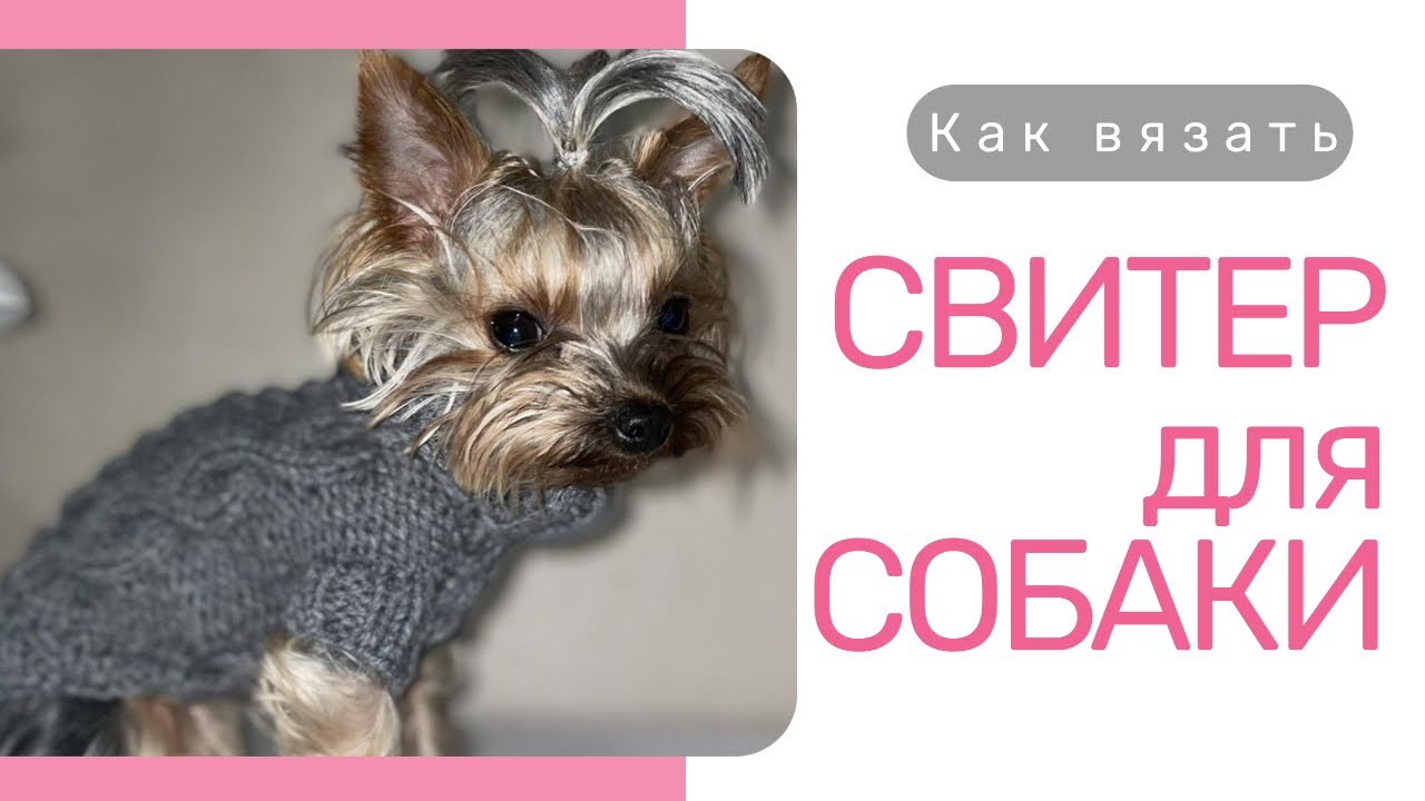 Свитер для собаки спицами/Свитерок для домашнего питомца спицами/How to
