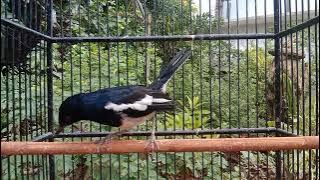 TERAPI KACER HABIS MABUNG BIAR GACOR PLONG