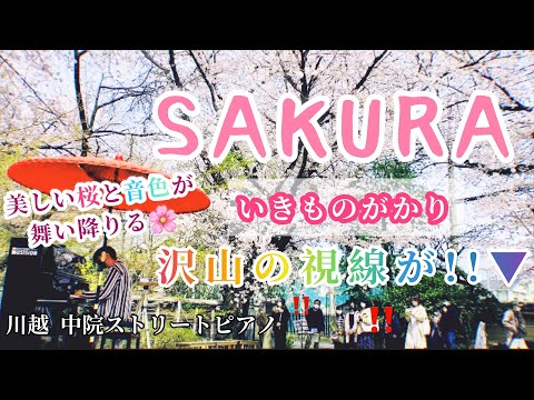 【川越 中院ストリートピアノ】桜舞い散る景色の中、いきものがかりの『SAKURA』を演奏したら…周りから沢山の暖かい拍手が！！