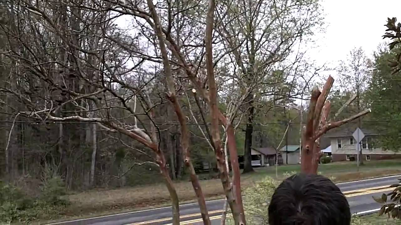 How to cut properly cut Crepe Myrtle YouTube