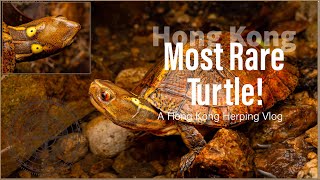 Crazy Water Snakes & Hong Kong's Most Rare Turtle