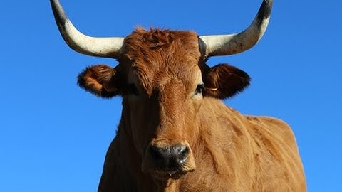 この映画、飯テロにつき空腹時の閲覧注意！映画『ステーキ・レボリューション』予告編