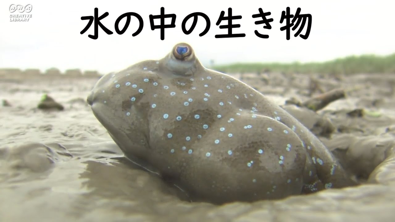 水の中の生き物 / Creatures in the water / - YouTube