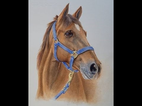 Video: How To Draw A Horse In Watercolor