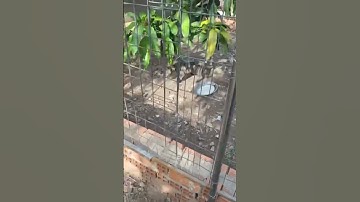 Cách tập chó Phú quốc con bắt chuột