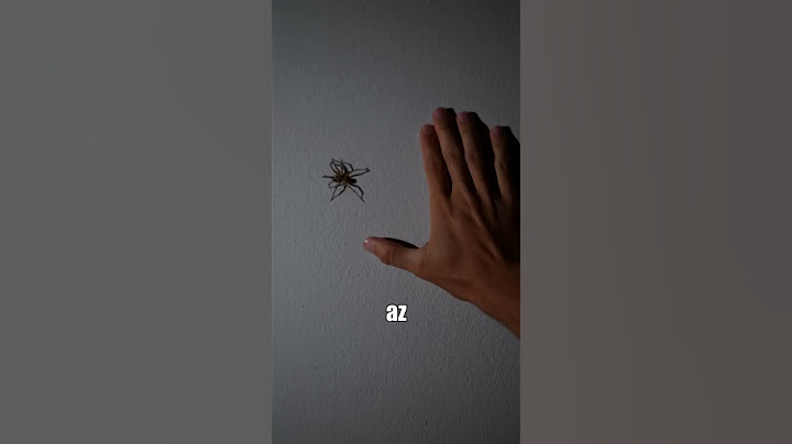 Találtunk Egy Gigantikus Pókot!