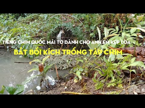 #kimlongmientay2. Tiếng quốc mái tơ dành cho anh em kẹp loa bắt bổi.