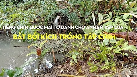 #kimlongmientay2. Tiếng quốc mái tơ dành cho anh em kẹp loa bắt bổi.