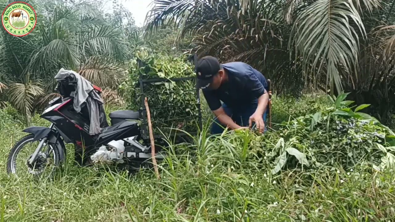 Berikan rumput segar, dedaunan yang banyak variasi jenis Rumput harus menjadi porsi  pakan harian.