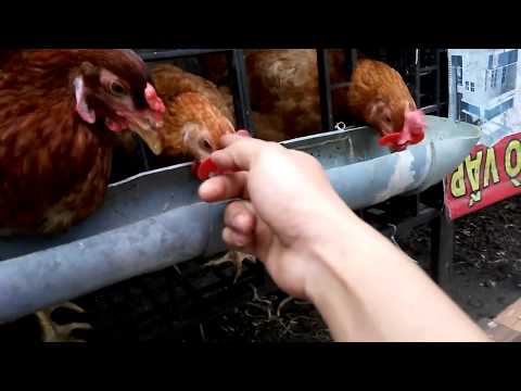Video Nuôi gà trên sân thượng tại TPHCM 27 tết | Chickens on... - youtube